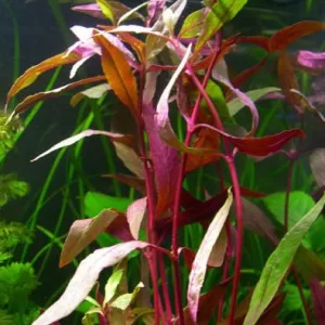 Alternanthera sessilis