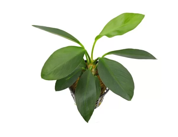 Anubias Afzelii - Image 3