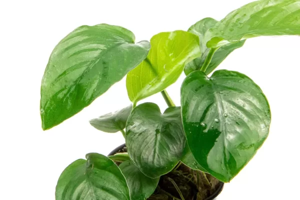Anubias Barteri 'Broad Leaf' - Image 2