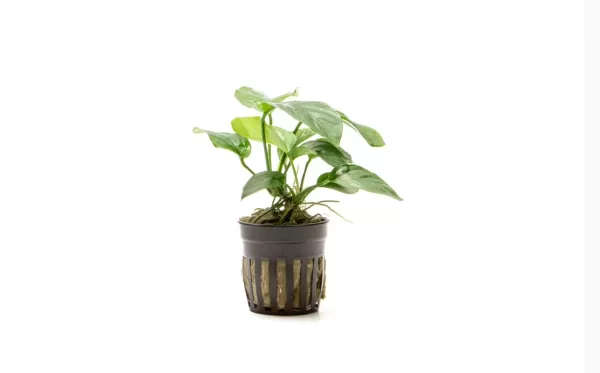 Anubias Barteri 'Broad Leaf' - Image 3