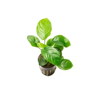 Anubias Barteri 'Broad Leaf'