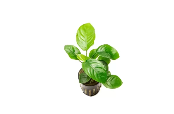 Anubias Barteri 'Broad Leaf'