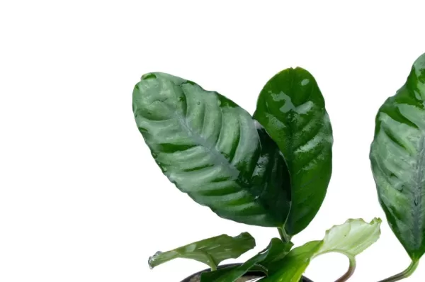 Anubias Coffeefolia - Image 2