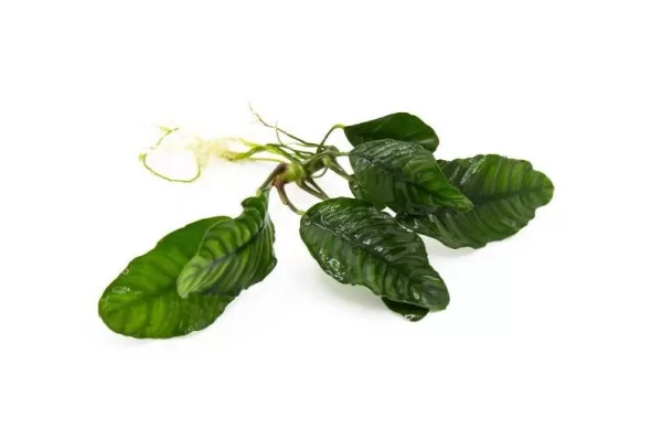 Anubias Coffeefolia - Image 3
