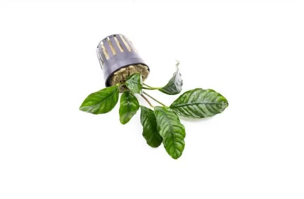 Anubias Coffeefolia - Image 4