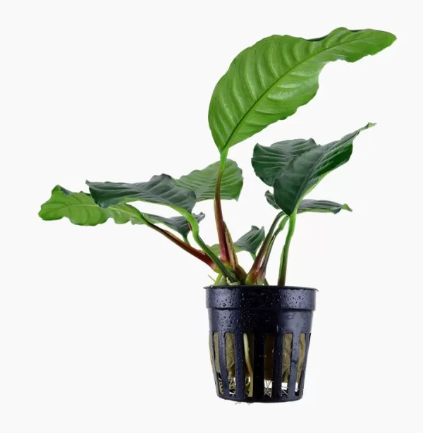 Anubias Coffeefolia - Image 5
