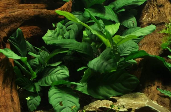 Anubias Coffeefolia - Image 6
