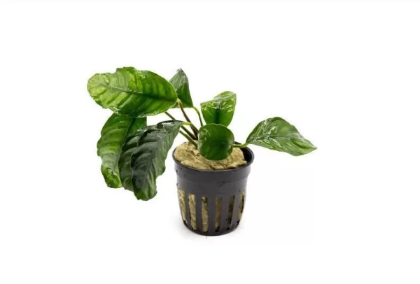 Anubias Coffeefolia
