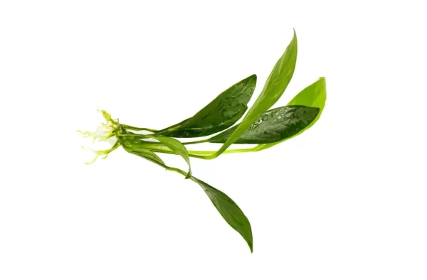 Anubias Congensis - Image 4