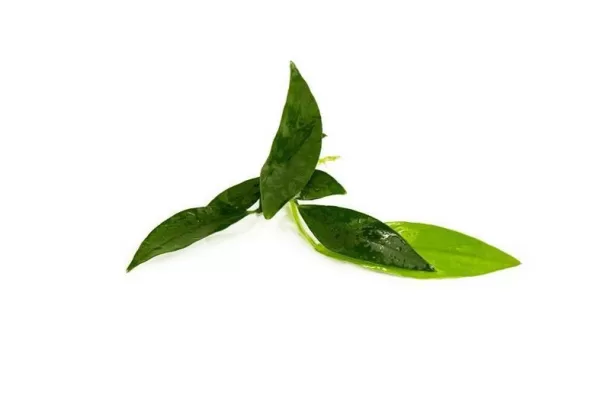 Anubias Congensis - Image 3