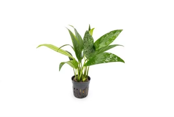 Anubias Congensis