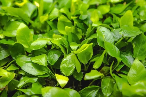 Anubias 'Golden nana' - Image 2