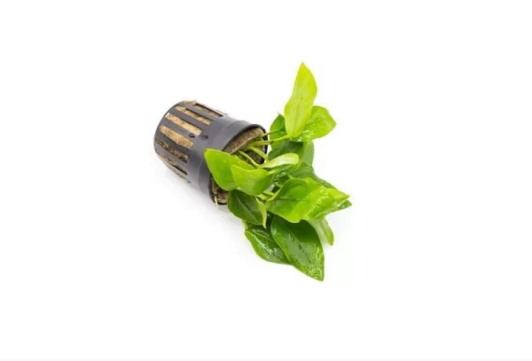Anubias 'Golden nana' - Image 3