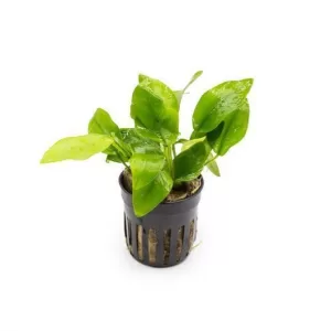 Anubias 'Golden nana'
