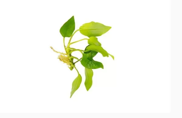 Anubias 'Golden nana' - Image 4