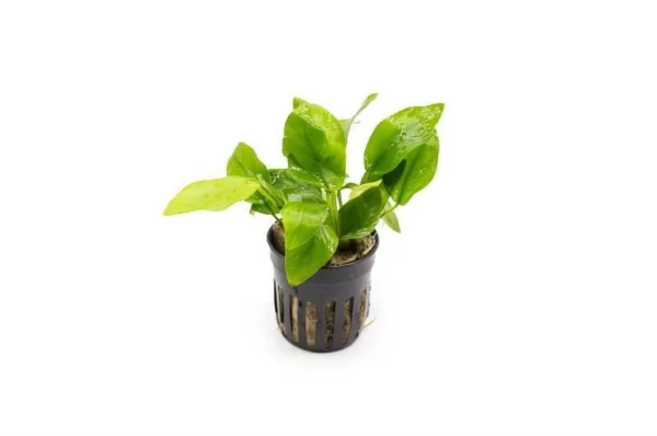Anubias 'Golden nana'