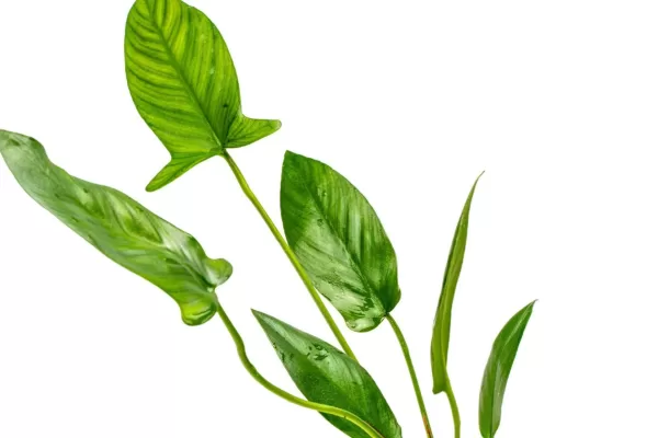 Anubias Hastifolia - Image 2