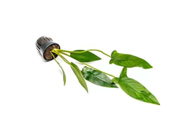 Anubias Hastifolia - Image 3