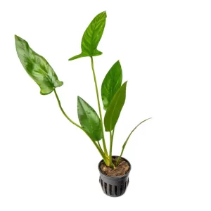 Anubias Hastifolia