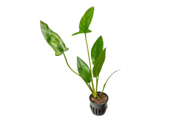 Anubias Hastifolia