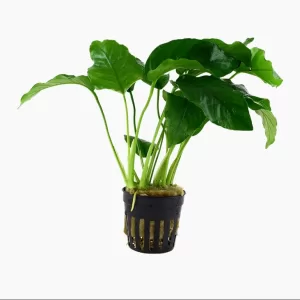 Anubias barteri var. barteri