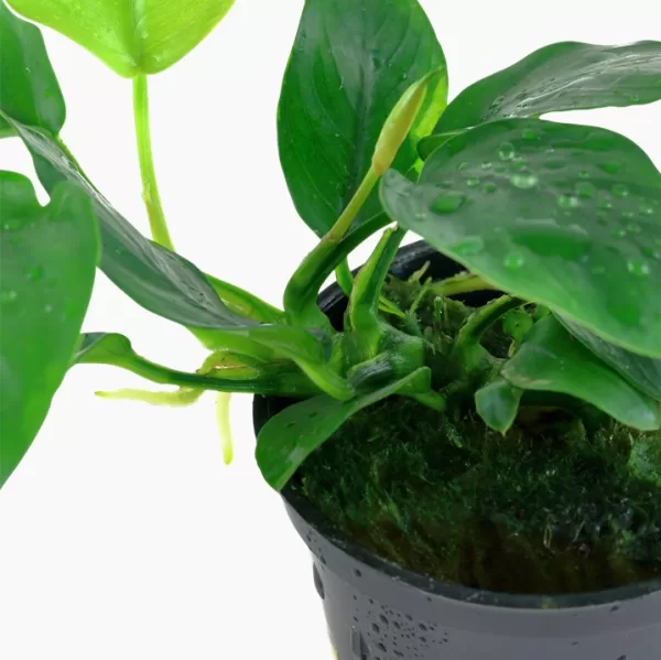 Anubias barteri var. nana - Image 2