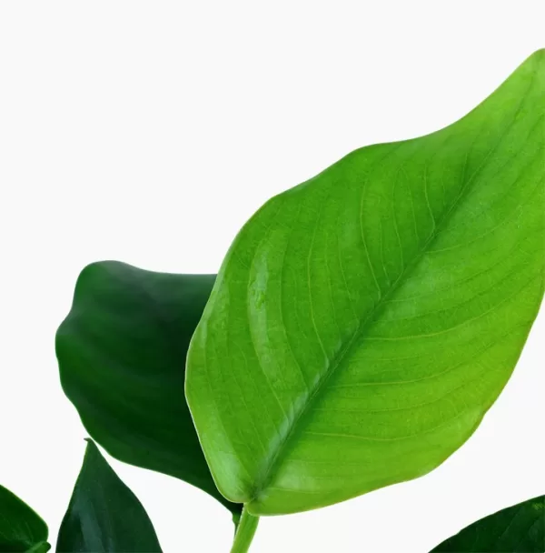 Anubias barteri var. nana - Image 3