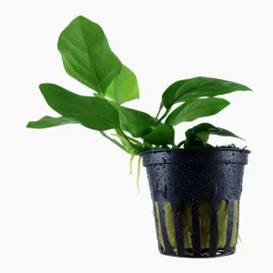 Anubias barteri var. nana