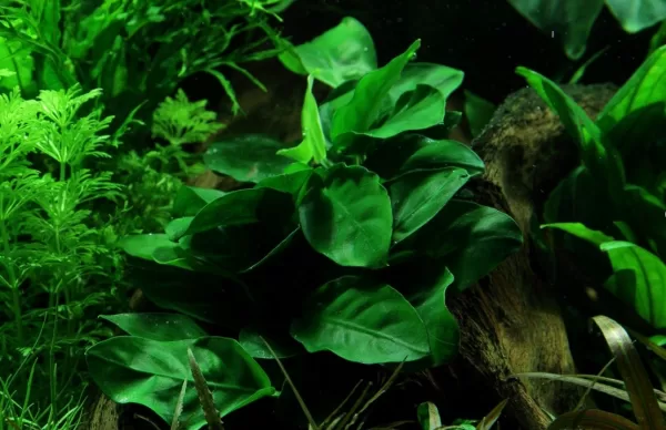 Anubias barteri var. nana - Image 4