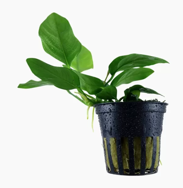 Anubias barteri var. nana