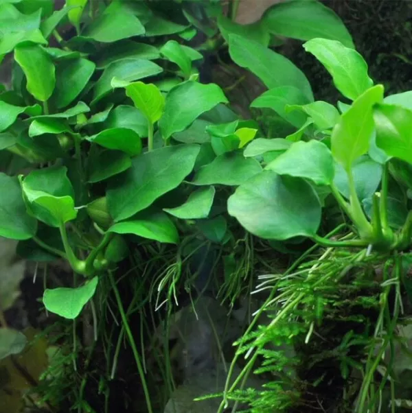 Anubias barteri var. nana 'Petite' - Image 3