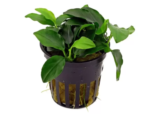 Anubias barteri var. nana 'Petite' - Image 4