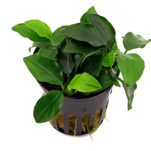 Anubias barteri var. nana 'Petite'