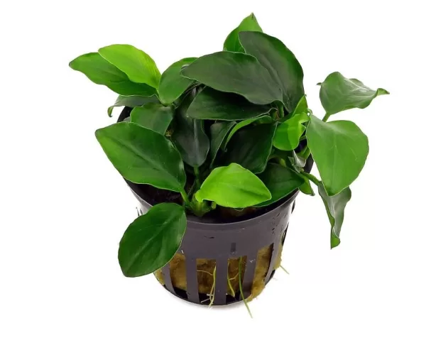 Anubias barteri var. nana 'Petite'