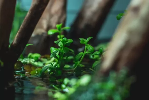 Bacopa Monnieri - Image 2