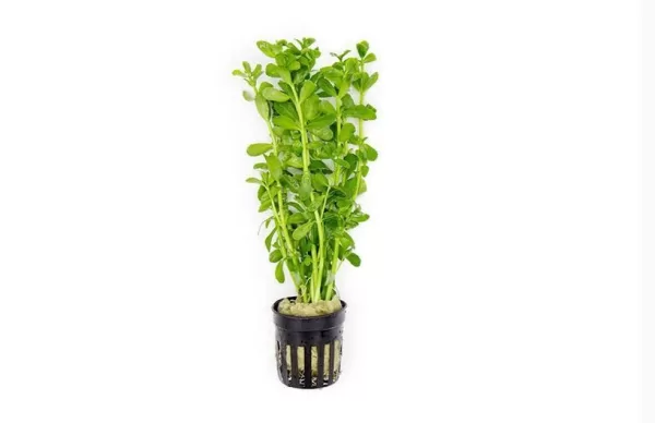 Bacopa Monnieri