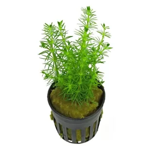 Bacopa myriophylloides