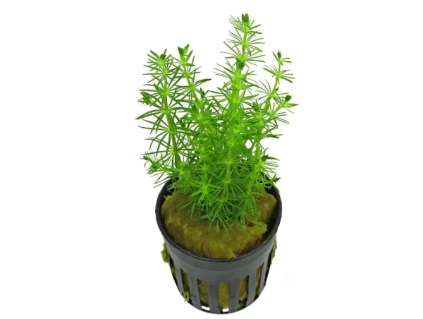Bacopa myriophylloides