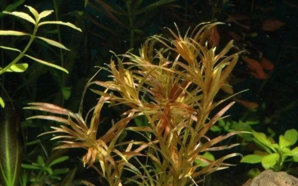 Blyxa Alternifolia