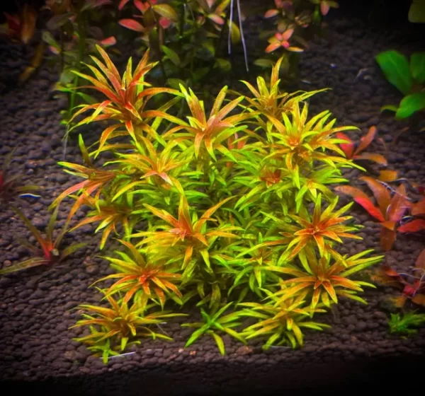 Blyxa Alternifolia - Image 2