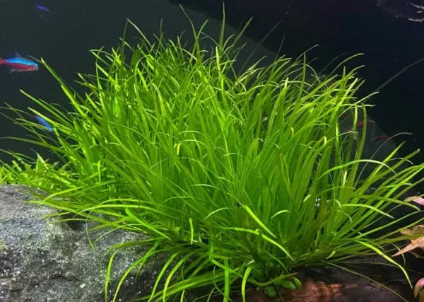 Blyxa Japonica - Image 3