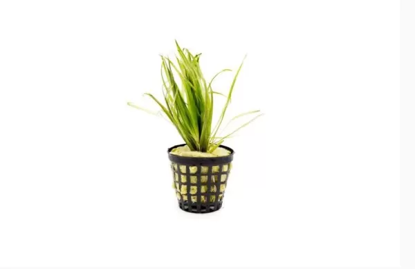 Blyxa Japonica