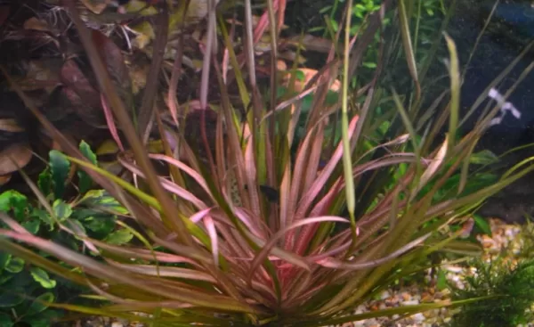 Blyxa novoguineensis - Image 3