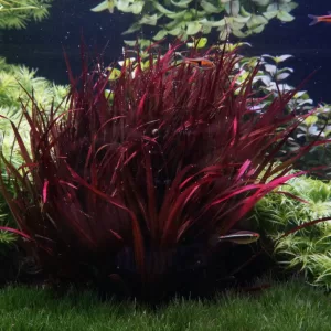 Blyxa novoguineensis