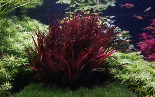 Blyxa novoguineensis