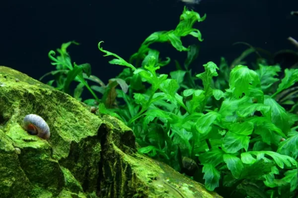 Bolbitis Heudelotii - Image 2