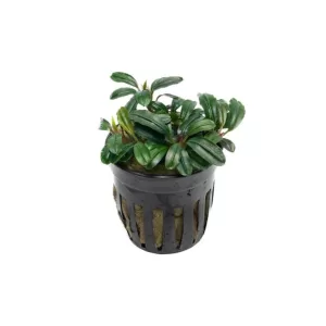 Bucephalandra Brownie Brown