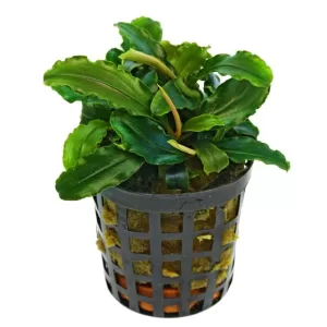 Bucephalandra Theia Green