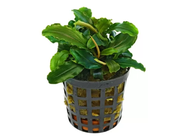 Bucephalandra Theia Green