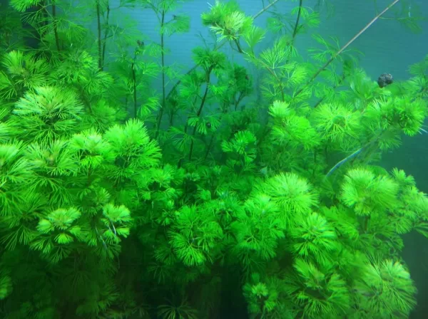Cabomba aquatica (Pot) - Image 2